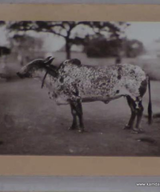 reincarnated birth as Kamdhenu Ma, we can see gold on her feet and neck.